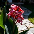 thumbnail image 1 of Canna, Low Maintenance - Easy Grow - Ideal for Beds Borders, Plant Pots & Planters, 1 of 4