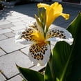 thumbnail image 1 of Canna, Low Maintenance - Easy Grow - Ideal for Beds Borders, Plant Pots & Planters, 1 of 4