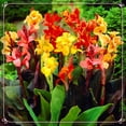 thumbnail image 1 of Canna, Low Maintenance - Easy Grow - Ideal for Beds Borders, Plant Pots & Planters, 1 of 2
