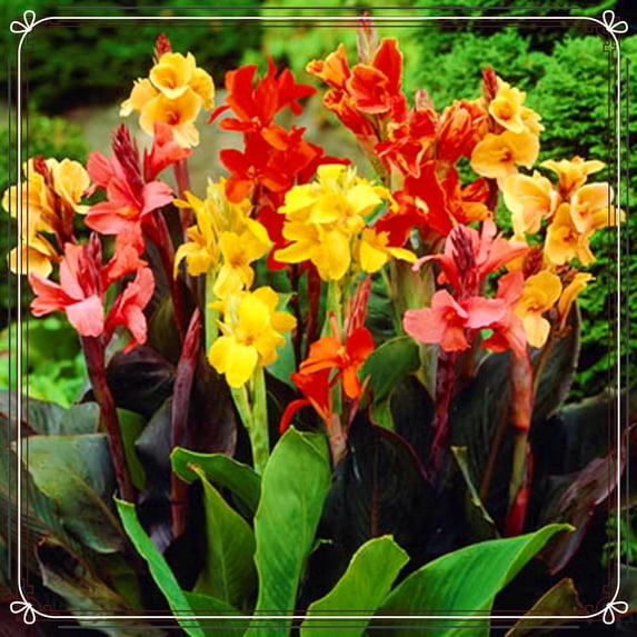 Canna, Low Maintenance - Easy Grow - Ideal for Beds Borders, Plant Pots & Planters