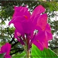 thumbnail image 1 of Canna, Low Maintenance - Easy Grow - Ideal for Beds Borders, Plant Pots & Planters, 1 of 2