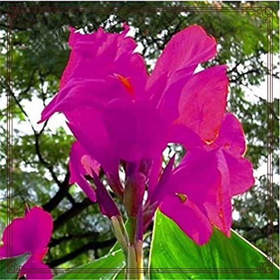 Canna, Low Maintenance - Easy Grow - Ideal for Beds Borders, Plant Pots & Planters