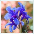 thumbnail image 1 of Canna, Low Maintenance - Easy Grow - Ideal for Beds Borders, Plant Pots & Planters, 1 of 2