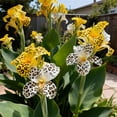 thumbnail image 1 of Canna, Low Maintenance - Easy Grow - Ideal for Beds Borders, Plant Pots & Planters, 1 of 4