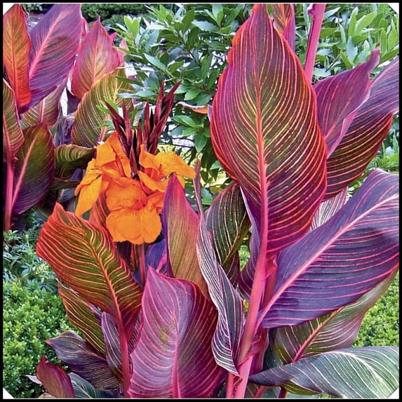 Canna, Low Maintenance - Easy Grow - Ideal for Beds Borders, Plant Pots & Planters