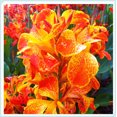 thumbnail image 1 of Canna, Low Maintenance - Easy Grow - Ideal for Beds Borders, Plant Pots & Planters, 1 of 2