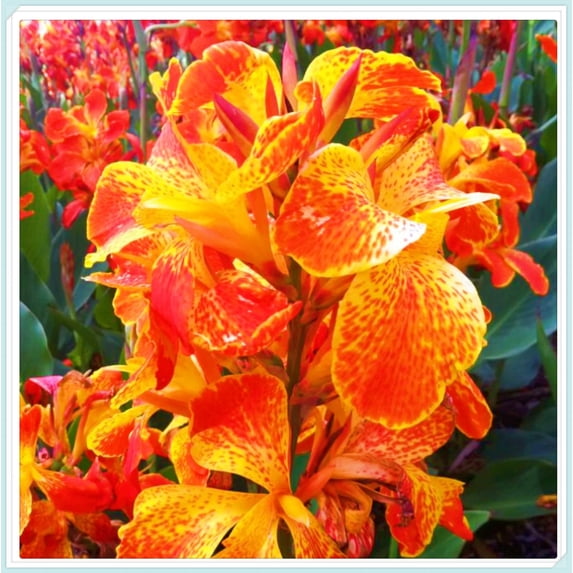 Canna, Low Maintenance - Easy Grow - Ideal for Beds Borders, Plant Pots & Planters