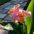thumbnail image 1 of Canna, Low Maintenance - Easy Grow - Ideal for Beds Borders, Plant Pots & Planters, 1 of 4