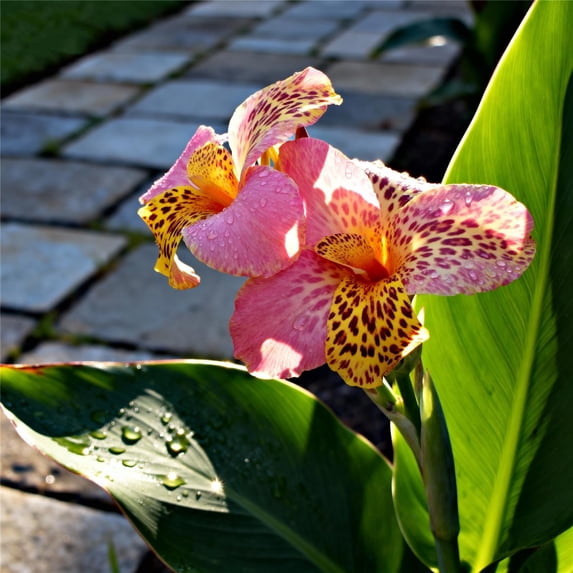 Canna, Low Maintenance - Easy Grow - Ideal for Beds Borders, Plant Pots & Planters