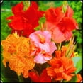 thumbnail image 1 of Canna, Low Maintenance - Easy Grow - Ideal for Beds Borders, Plant Pots & Planters, 1 of 2