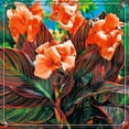 thumbnail image 1 of Canna, Low Maintenance - Easy Grow - Ideal for Beds Borders, Plant Pots & Planters, 1 of 2
