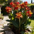 thumbnail image 1 of Canna, Low Maintenance - Easy Grow - Ideal for Beds Borders, Plant Pots & Planters, 1 of 4
