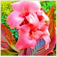 thumbnail image 1 of Canna, Low Maintenance - Easy Grow - Ideal for Beds Borders, Plant Pots & Planters, 1 of 2