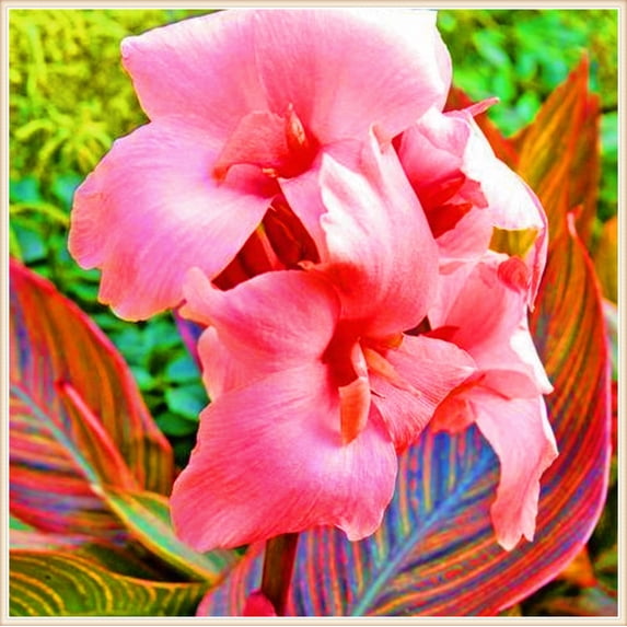 Canna, Low Maintenance - Easy Grow - Ideal for Beds Borders, Plant Pots & Planters