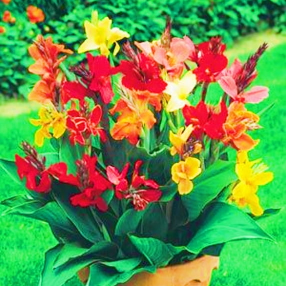 Canna, Low Maintenance - Easy Grow - Ideal for Beds Borders, Plant Pots & Planters