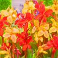 thumbnail image 1 of Canna, Low Maintenance - Easy Grow - Ideal for Beds Borders, Plant Pots & Planters, 1 of 2