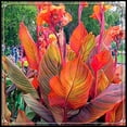 thumbnail image 1 of Canna, Low Maintenance - Easy Grow - Ideal for Beds Borders, Plant Pots & Planters, 1 of 2