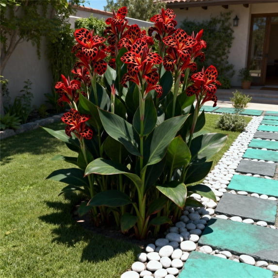 Canna, Low Maintenance - Easy Grow - Ideal for Beds Borders, Plant Pots & Planters