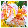 thumbnail image 1 of Canna, Low Maintenance - Easy Grow - Ideal for Beds Borders, Plant Pots & Planters, 1 of 2