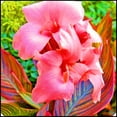 thumbnail image 1 of Canna, Low Maintenance - Easy Grow - Ideal for Beds Borders, Plant Pots & Planters, 1 of 2