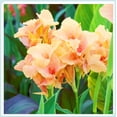 thumbnail image 1 of Canna, Low Maintenance - Easy Grow - Ideal for Beds Borders, Plant Pots & Planters, 1 of 2