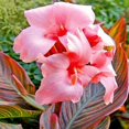 thumbnail image 1 of Canna,  Low Maintenance -Excellent Display, Easy Grow - Ideal for Beds Borders, Plant Pots & Planters., 1 of 5