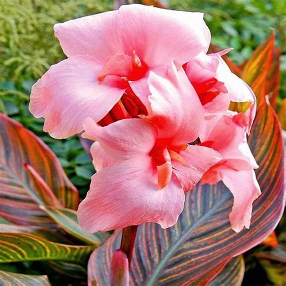 Canna, Low Maintenance -Excellent Display, Easy Grow - Ideal for Beds Borders, Plant Pots & Planters.
