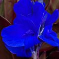 thumbnail image 1 of Canna,  Low Maintenance -Excellent Display, Easy Grow - Ideal for Beds Borders, Plant Pots & Planters., 1 of 5