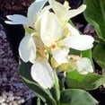 thumbnail image 1 of Canna,  Low Maintenance -Excellent Display, Easy Grow - Ideal for Beds Borders, Plant Pots & Planters., 1 of 5