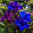 thumbnail image 1 of Canna, Low Maintenance - Ideal for Beds Borders, Plant Pots & Planters, 1 of 6