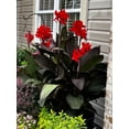 thumbnail image 1 of Canna, Low Maintenance - Ideal for Beds Borders, Plant Pots & Planters, 1 of 6