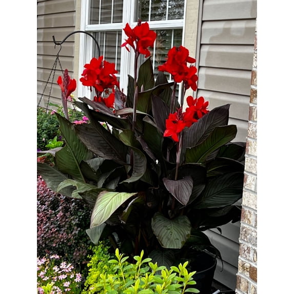 Canna, Low Maintenance - Ideal for Beds Borders, Plant Pots & Planters