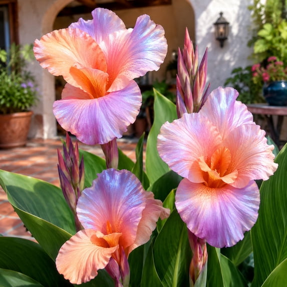 Canna, Low Maintenance - Ideal for Beds Borders, Plant Pots & Planters