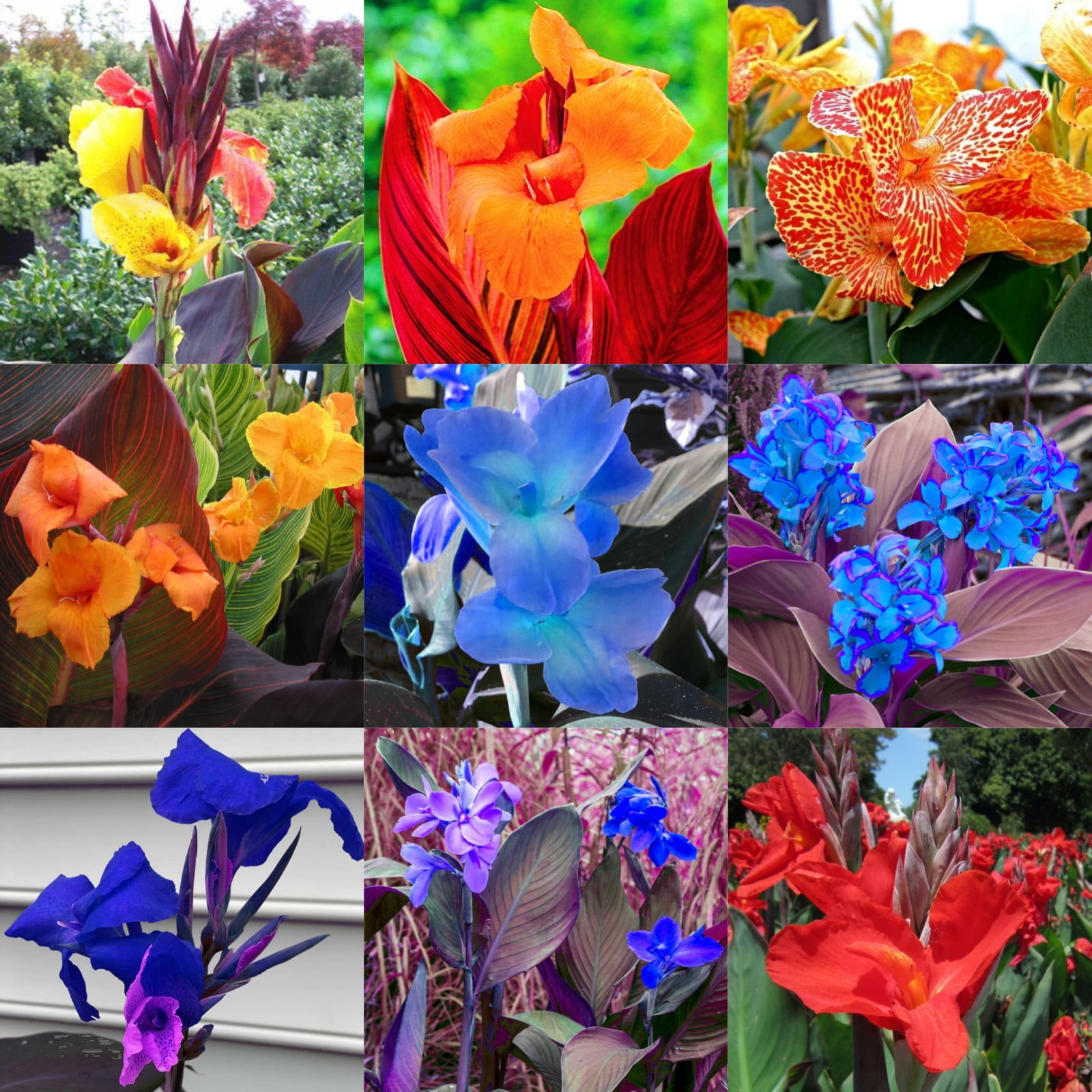 Canna RhizomesGarden PlantCanna Lily Bulbs for Planting Outdoors