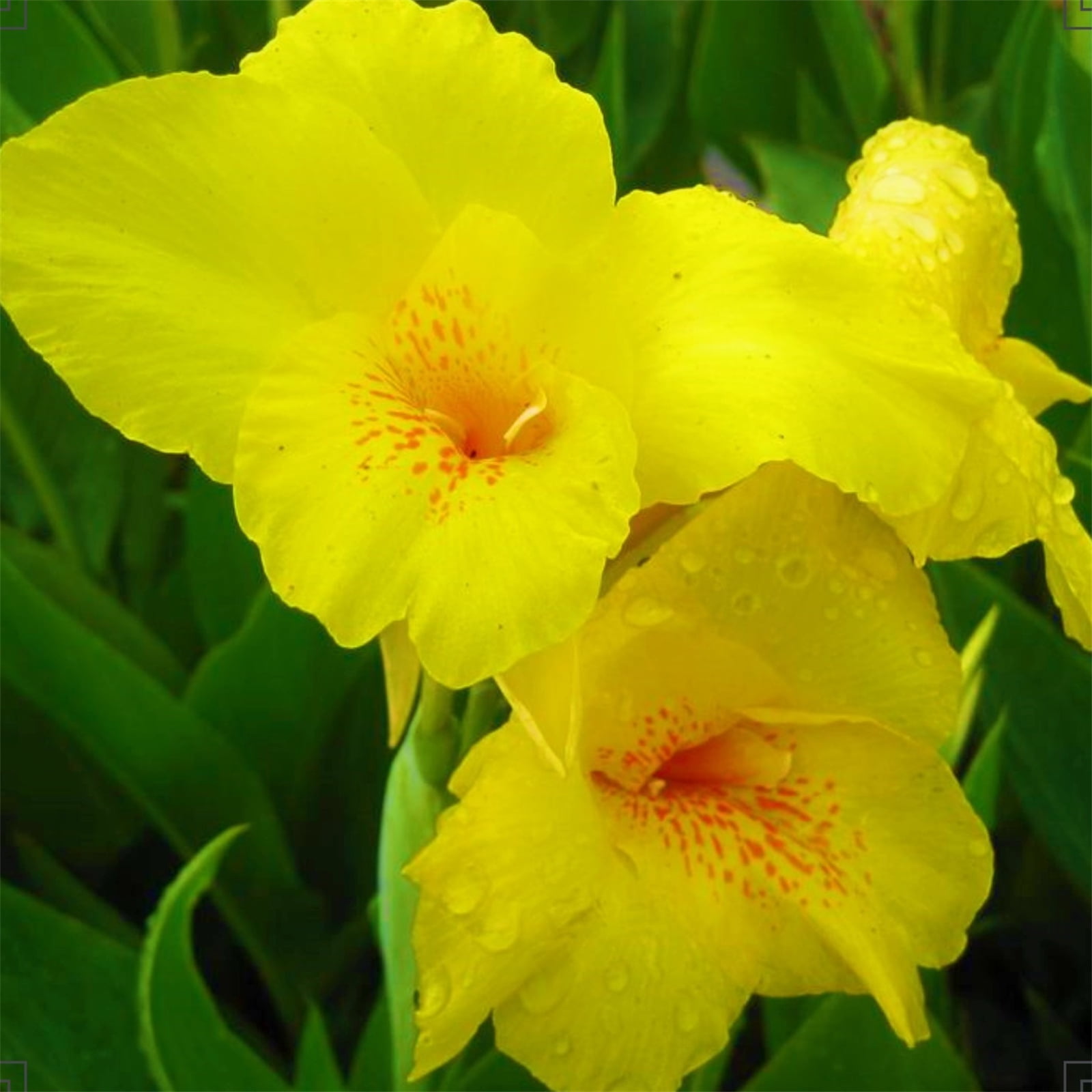 Canna bulbs Grow Well in Flower Pots Lovely Canna Tubers Bulk Bulbs