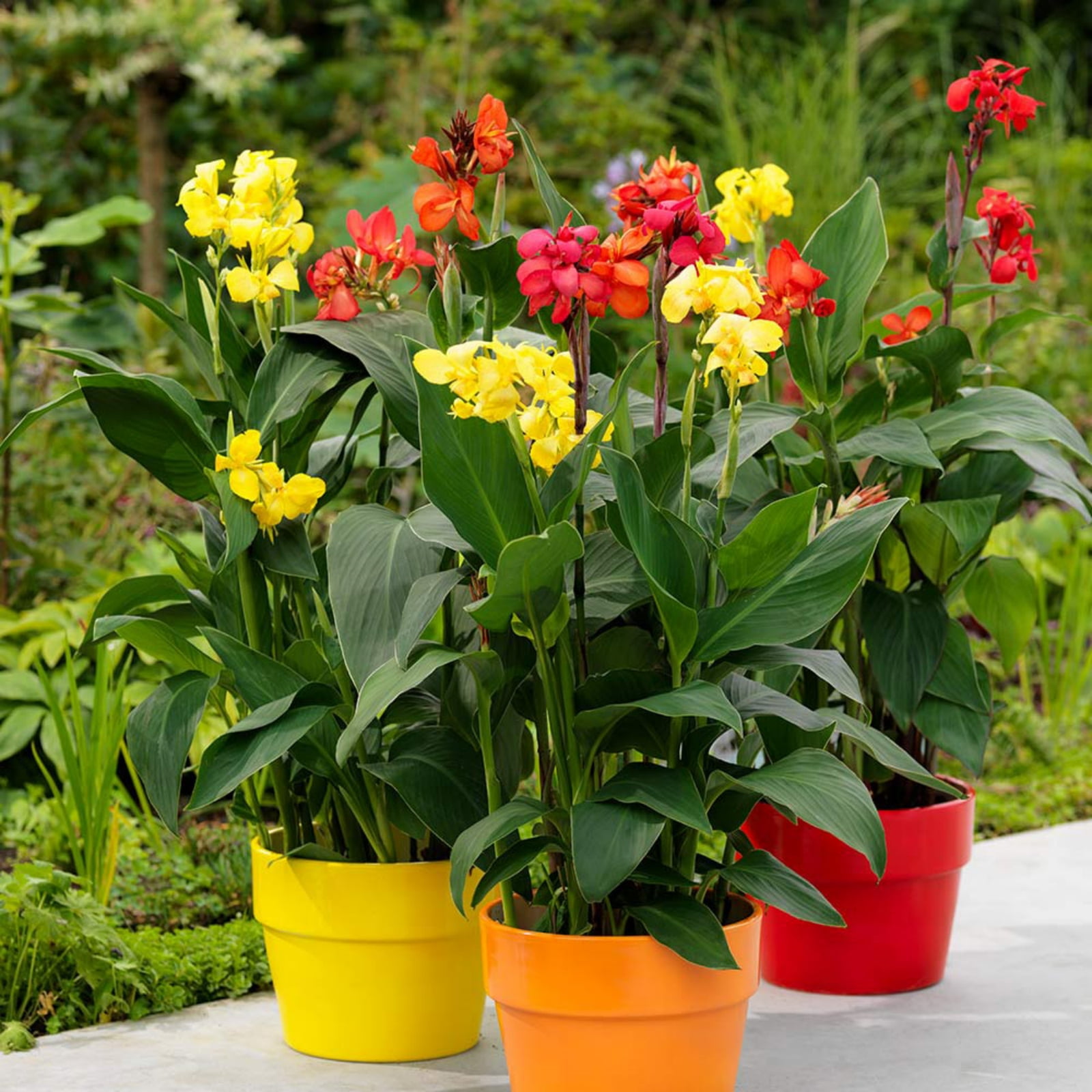 Canna bulbs Grow Well in Flower Pots Lovely Canna Tubers Bulk Bulbs