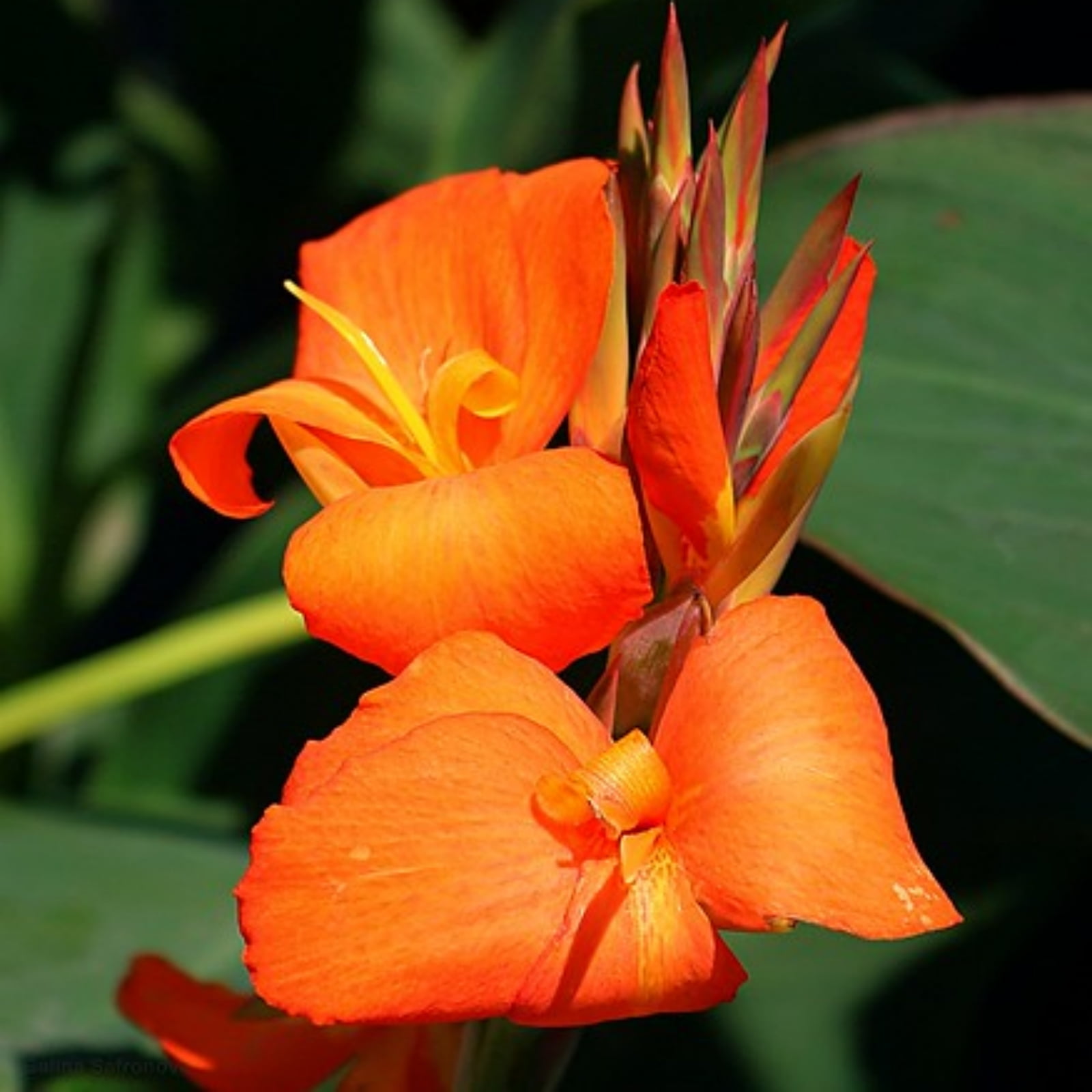 Canna bulbs Grow Well in Flower Pots Lovely Canna Tubers Bulk Bulbs