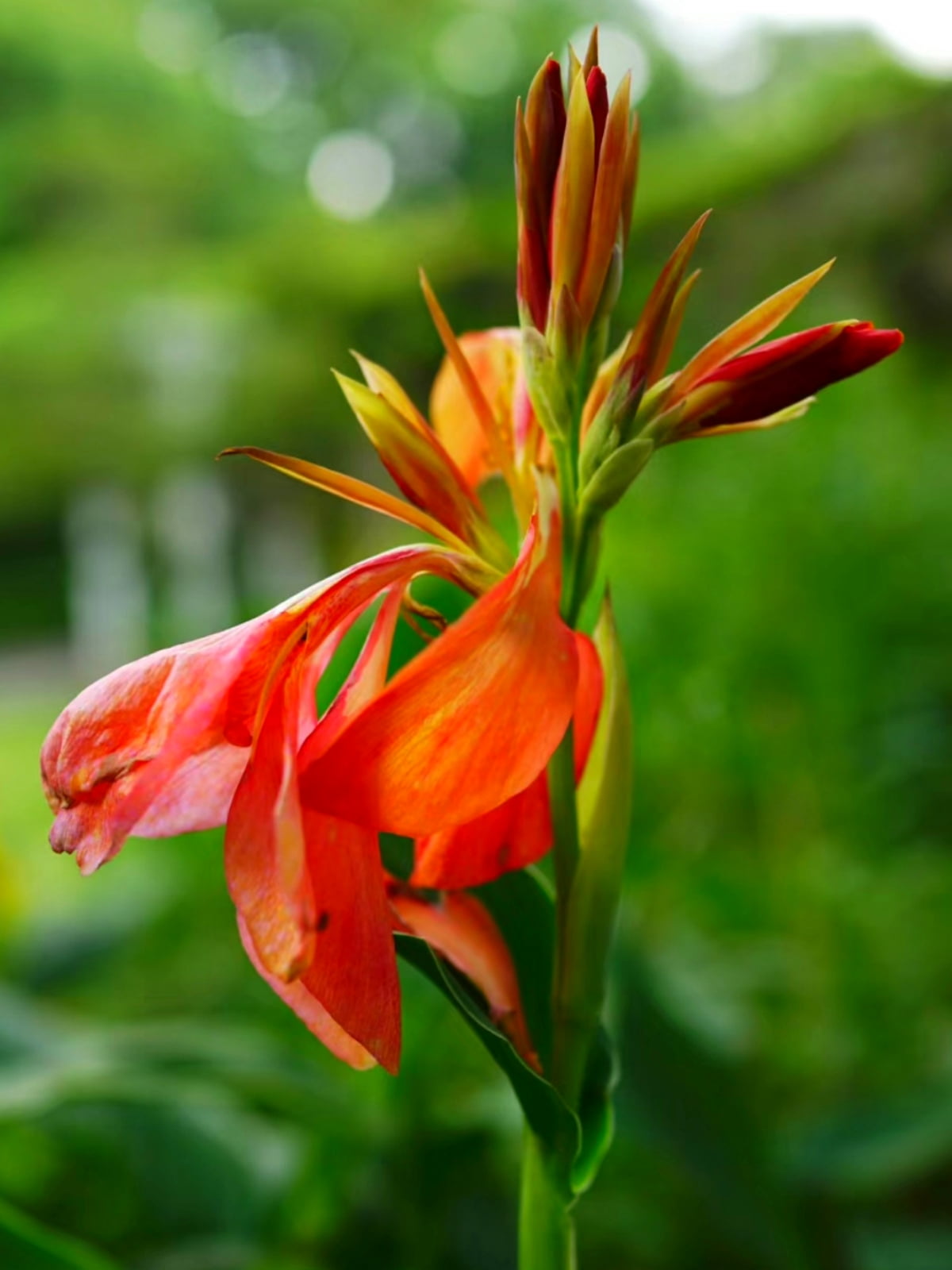 Canna bulbs Grow Well in Flower Pots Lovely Canna Tubers Bulk Bulbs