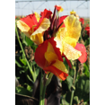 Canna bulbs Lovely Canna Tubers Bulk Bulbs Flower Plant Planted