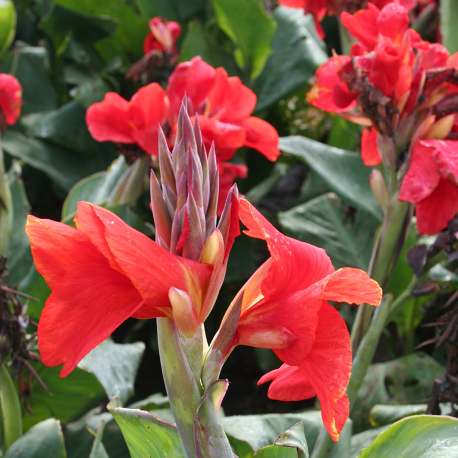 Canna lily bulbs mixed,canna lily bulbs for planting outdoors,canna