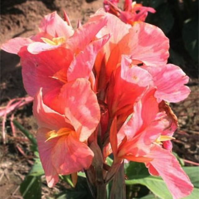 Canna lily bulbs mixed,canna lily bulbs for planting outdoors,canna