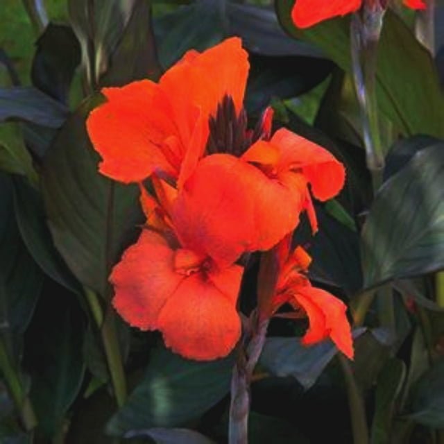 Canna lily bulbs mixed,canna lily bulbs for planting outdoors,canna