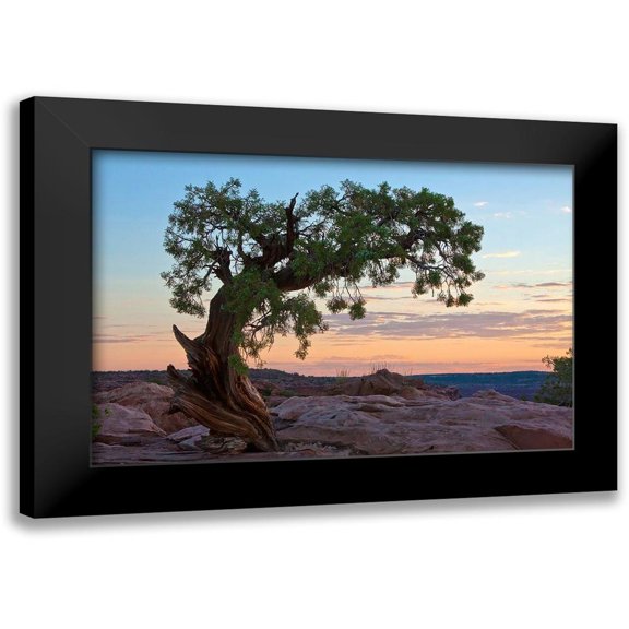 Cannon, George 18x13 Black Modern Framed Museum Art Print Titled - Ancient Tree