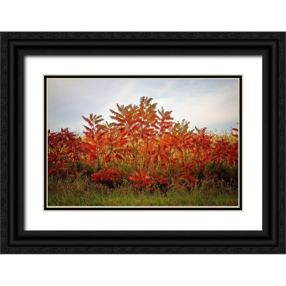 Cannon, George 24x17 Black Ornate Wood Framed with Double Matting Museum Art Print Titled - Autumn Sumac