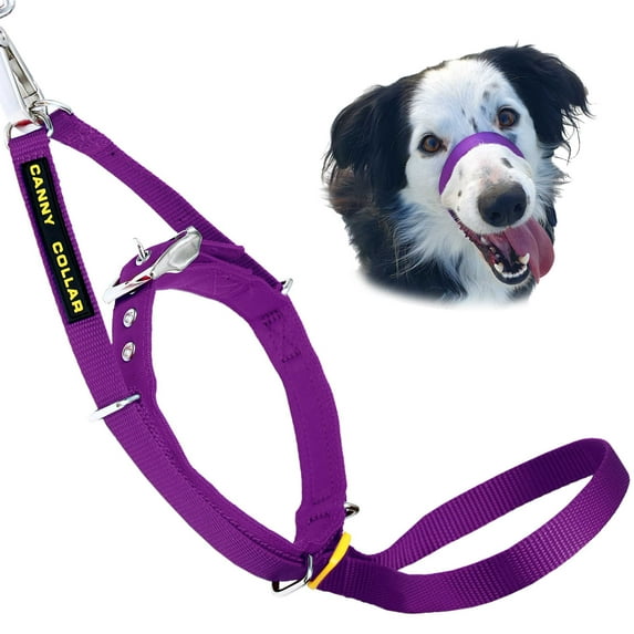 Canny Collar Easy Pull Dog Collar for Walking and Training - Purple, Size 2
