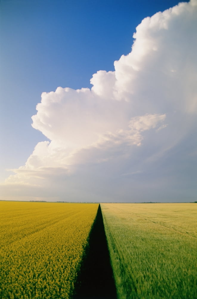 Canola And Barley Fields Near Brunkild Manitoba Canvas Art - Dave Reede Design Pics (12 x 18)
