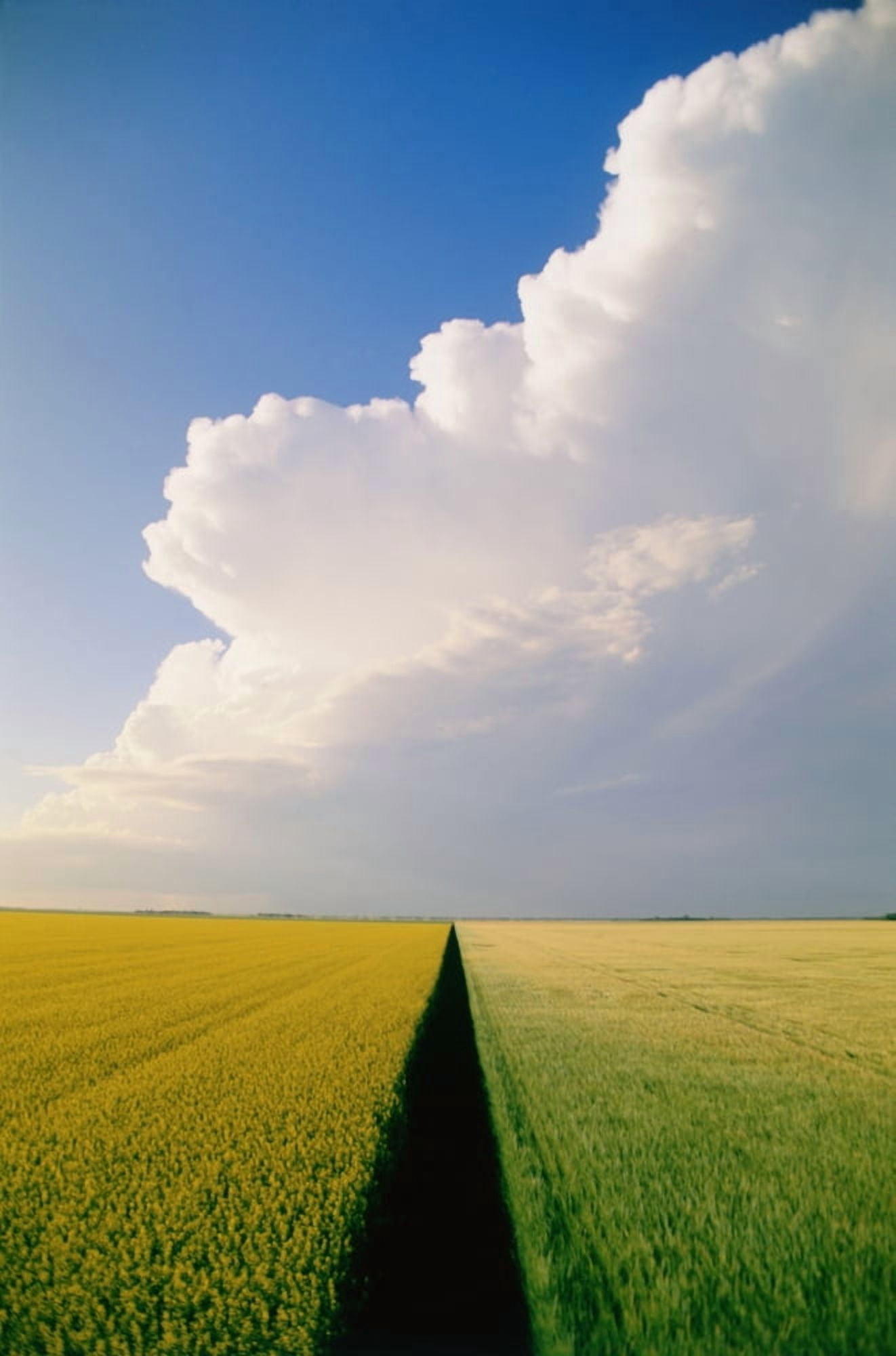 Canola And Barley Fields Near Brunkild Manitoba Canvas Art - Dave Reede Design Pics (24 x 36)