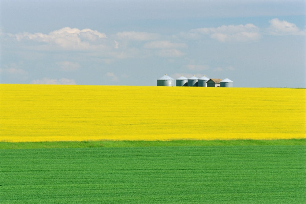 Canola And Graineries Holland Manitoba Canvas Art - Mike Grandmaison Design Pics (18 x 12)