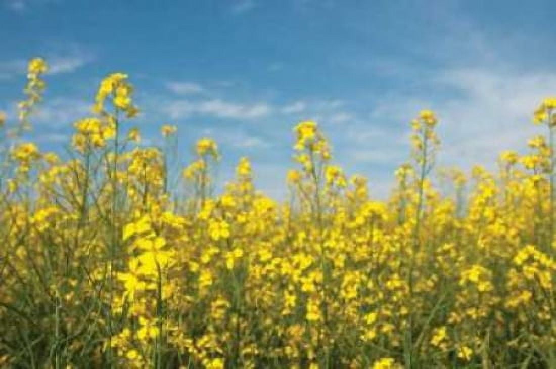 Canola Blossoms Canvas Art - Erin Berzel (20 x 28)