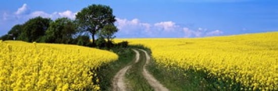 Canola Farm Yellow Flowers Germany Canvas Art - Panoramic Images (36 x 12)